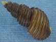 画像2: ワダチバイ(Ancistrolepis grammatus) 特美品 (2)