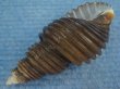 画像3: ワダチバイ(Ancistrolepis grammatus) 特美品 (3)