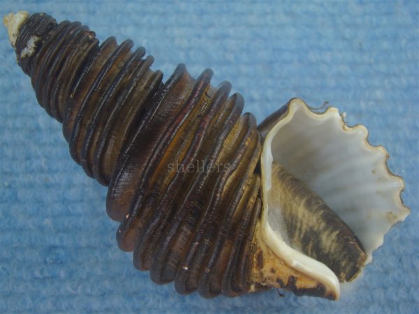 画像1: ワダチバイ(Ancistrolepis grammatus) 老成 (1)