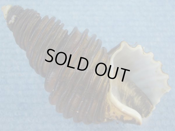 画像1: ワダチバイ(Ancistrolepis grammatus) 老成 (1)