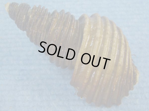 画像2: ワダチバイ(Ancistrolepis grammatus) 老成 (2)