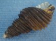 画像3: ワダチバイ(Ancistrolepis grammatus) 老成 (3)