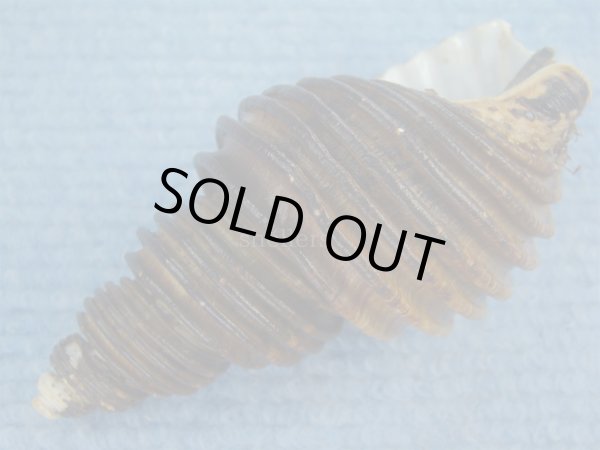 画像3: ワダチバイ(Ancistrolepis grammatus) 老成 (3)