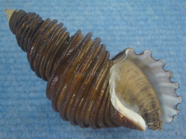 画像1: ワダチバイ(Ancistrolepis grammatus) 大　特美品 (1)