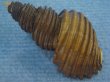 画像2: ワダチバイ(Ancistrolepis grammatus) 大　特美品 (2)