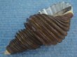 画像3: ワダチバイ(Ancistrolepis grammatus) 大　特美品 (3)