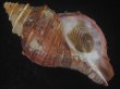 画像1: ドウナガエゾボラ(Neptunea oncoda) 特濃色　美品 (1)