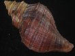画像2: ドウナガエゾボラ(Neptunea oncoda) 特濃色　美品 (2)
