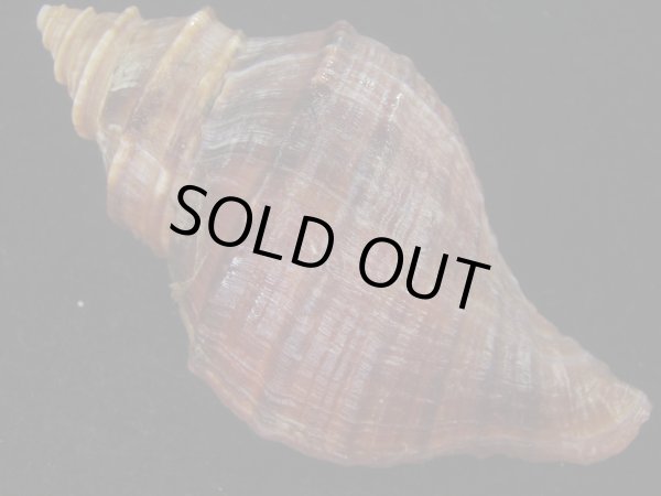 画像2: ドウナガエゾボラ(Neptunea oncoda) 特濃色　美品 (2)