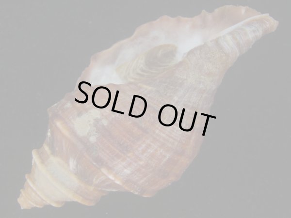 画像3: ドウナガエゾボラ(Neptunea oncoda) 特濃色　美品 (3)