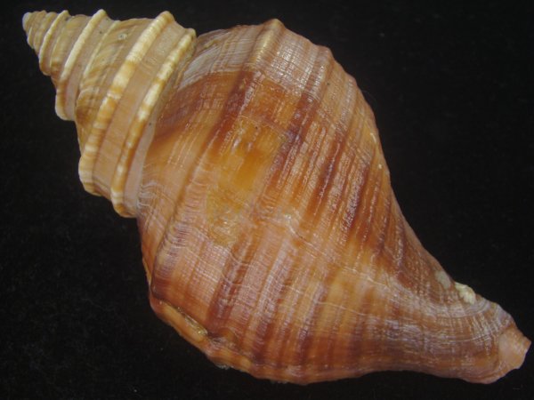 画像2: ドウナガエゾボラ(Neptunea oncoda) 美品 (2)