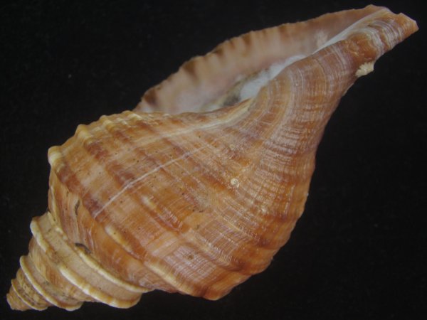 画像3: ドウナガエゾボラ(Neptunea oncoda) 美品 (3)