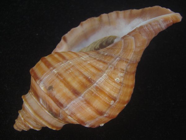 画像3: ドウナガエゾボラ(Neptunea oncoda) 美品 (3)