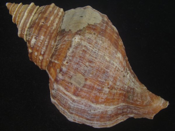 画像2: オビジメエゾボラ(Neptunea lyrata obralete) 大　濃色 (2)