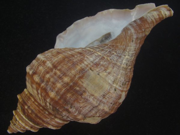 画像3: オビジメエゾボラ(Neptunea lyrata obralete) 大　濃色 (3)