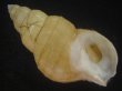 画像1: アデヤカエゾバイ(Buccinum concinnum) 美品 (1)