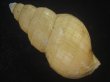 画像2: アデヤカエゾバイ(Buccinum concinnum) 美品 (2)