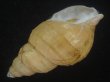 画像3: アデヤカエゾバイ(Buccinum concinnum) 美品 (3)