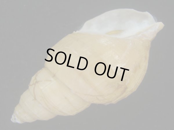 画像3: アデヤカエゾバイ(Buccinum concinnum) 美品 (3)