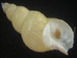 画像1: ハダアレバイ(Buccinum pemphigus) 特美品 (1)