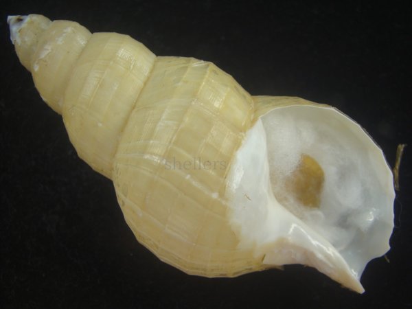 画像1: ハダアレバイ(Buccinum pemphigus) 特美品 (1)