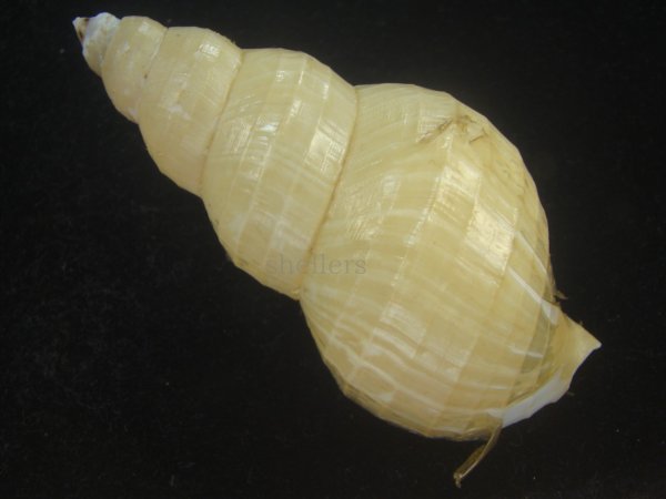 画像2: ハダアレバイ(Buccinum pemphigus) 特美品 (2)