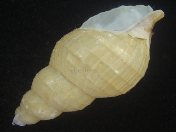 画像3: ハダアレバイ(Buccinum pemphigus) 特美品 (3)