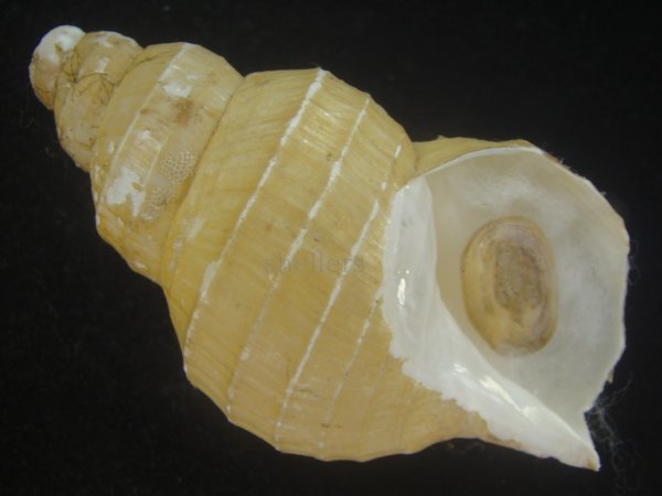 画像1: ハダアレバイ(Buccinum pemphigus) (1)