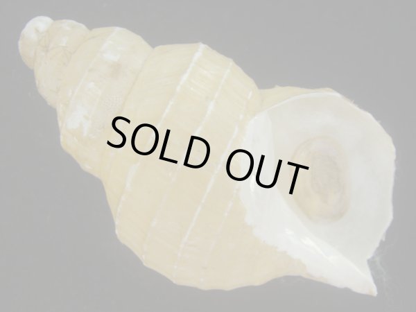 画像1: ハダアレバイ(Buccinum pemphigus) (1)