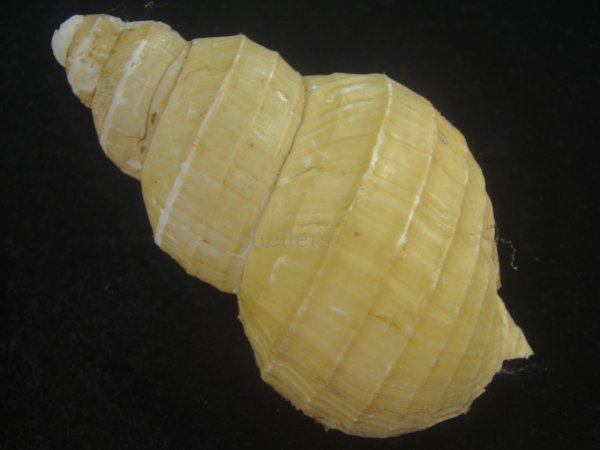 画像2: ハダアレバイ(Buccinum pemphigus) (2)