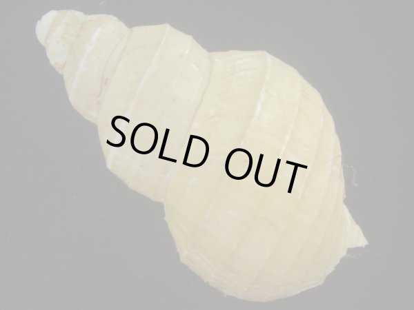 画像2: ハダアレバイ(Buccinum pemphigus) (2)