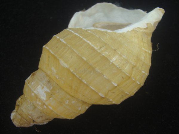 画像3: ハダアレバイ(Buccinum pemphigus) (3)