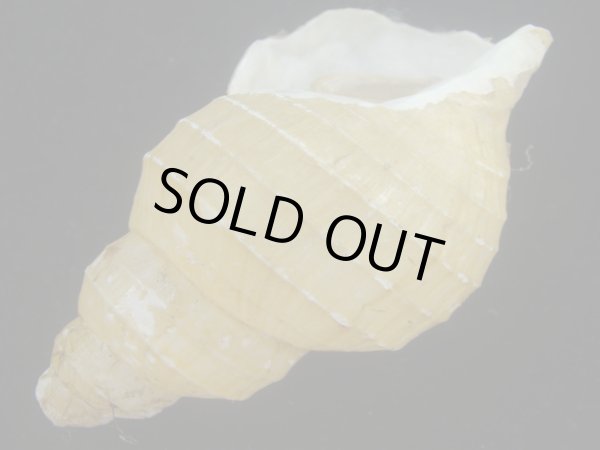 画像3: ハダアレバイ(Buccinum pemphigus) (3)