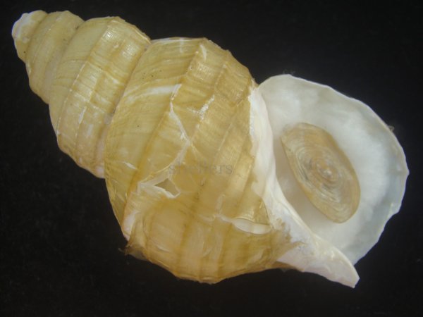 画像1: ハダアレバイ(Buccinum pemphigus) (1)