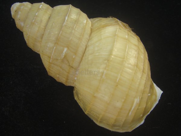 画像2: ハダアレバイ(Buccinum pemphigus) (2)