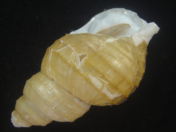 画像3: ハダアレバイ(Buccinum pemphigus) (3)