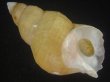 画像1: アデヤカエゾバイ(Buccinum concinnum) 大　老成 (1)