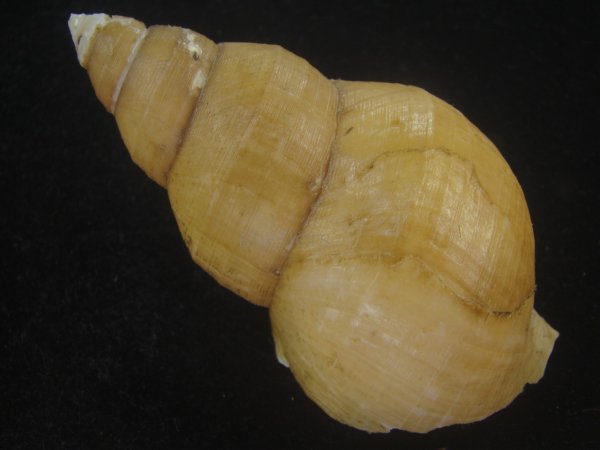 画像2: アデヤカエゾバイ(Buccinum concinnum) 大　老成 (2)