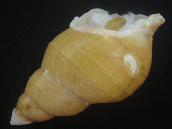 画像3: アデヤカエゾバイ(Buccinum concinnum) 大　老成 (3)