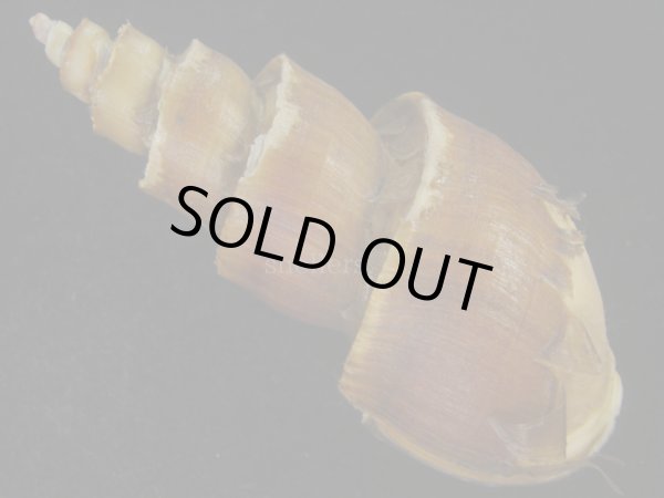 画像2: ネジヌキバイ(Japelion hirasei) 特美品 (2)