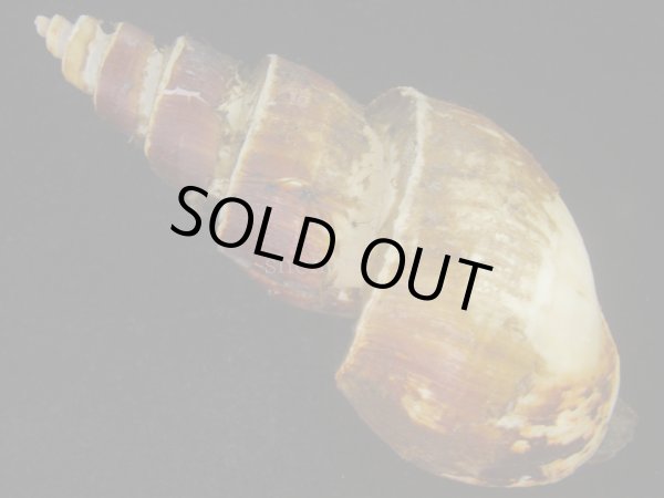 画像2: ネジヌキバイ(Japelion hirasei) 大　老成　美品 (2)