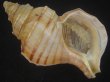 画像1: ウスムラサキエゾボラ(Neptunea purpurea) 特老成　美品 (1)
