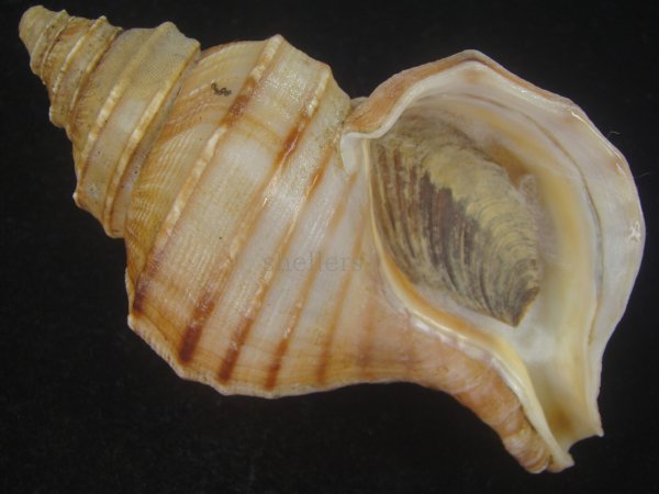 画像1: ウスムラサキエゾボラ(Neptunea purpurea) 特老成　美品 (1)