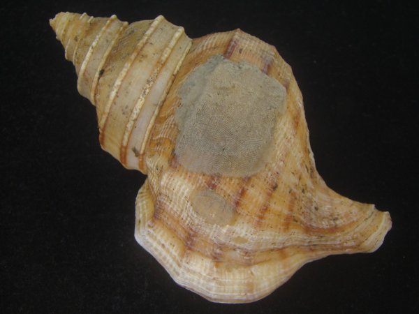 画像2: ウスムラサキエゾボラ(Neptunea purpurea) 特老成　美品 (2)