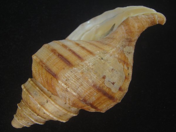 画像3: ウスムラサキエゾボラ(Neptunea purpurea) 特老成　美品 (3)