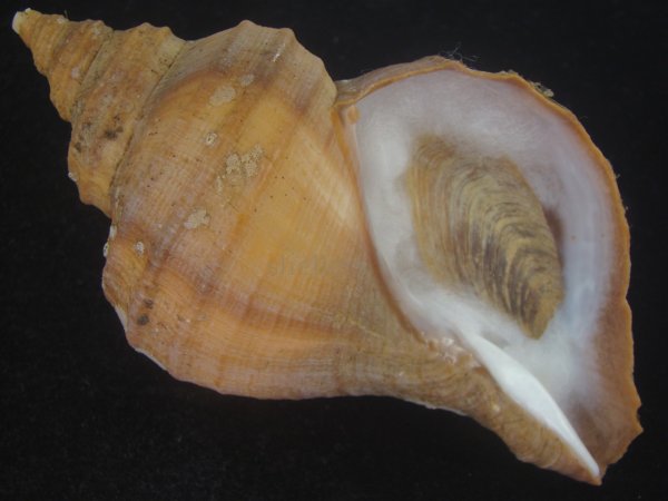画像1: クリイロエゾボラ(Neptunea lamellosa) 美品 (1)