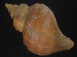 画像2: クリイロエゾボラ(Neptunea lamellosa) 美品 (2)