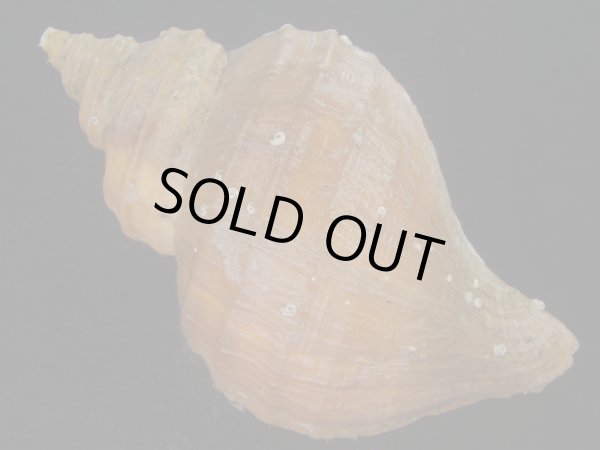 画像2: クリイロエゾボラ(Neptunea lamellosa) 美品 (2)