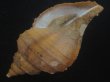 画像3: クリイロエゾボラ(Neptunea lamellosa) 美品 (3)