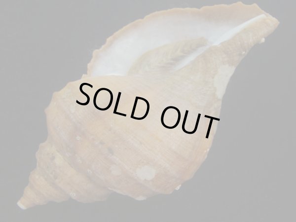 画像3: クリイロエゾボラ(Neptunea lamellosa) 美品 (3)